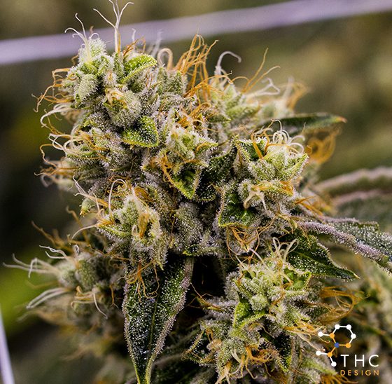 Our Strains – THC Design