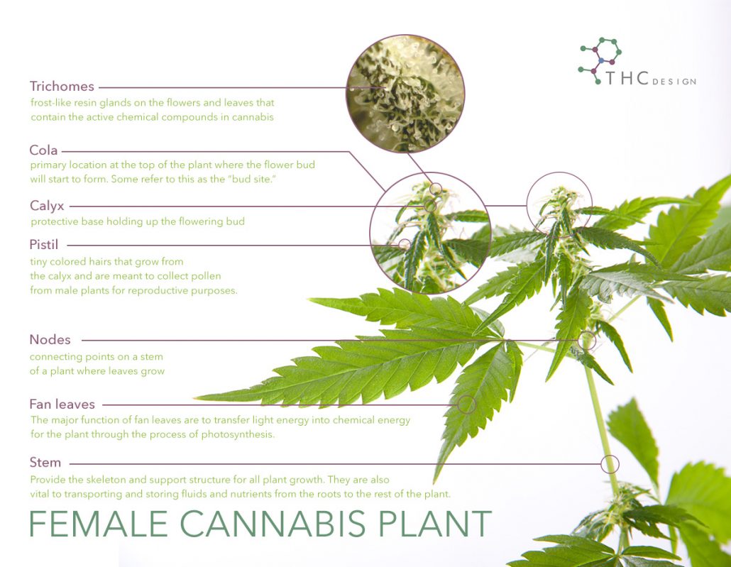 Cannabis Plant Parts Diagram