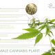 KCM THC Cannabis Anatomy V2 80x80