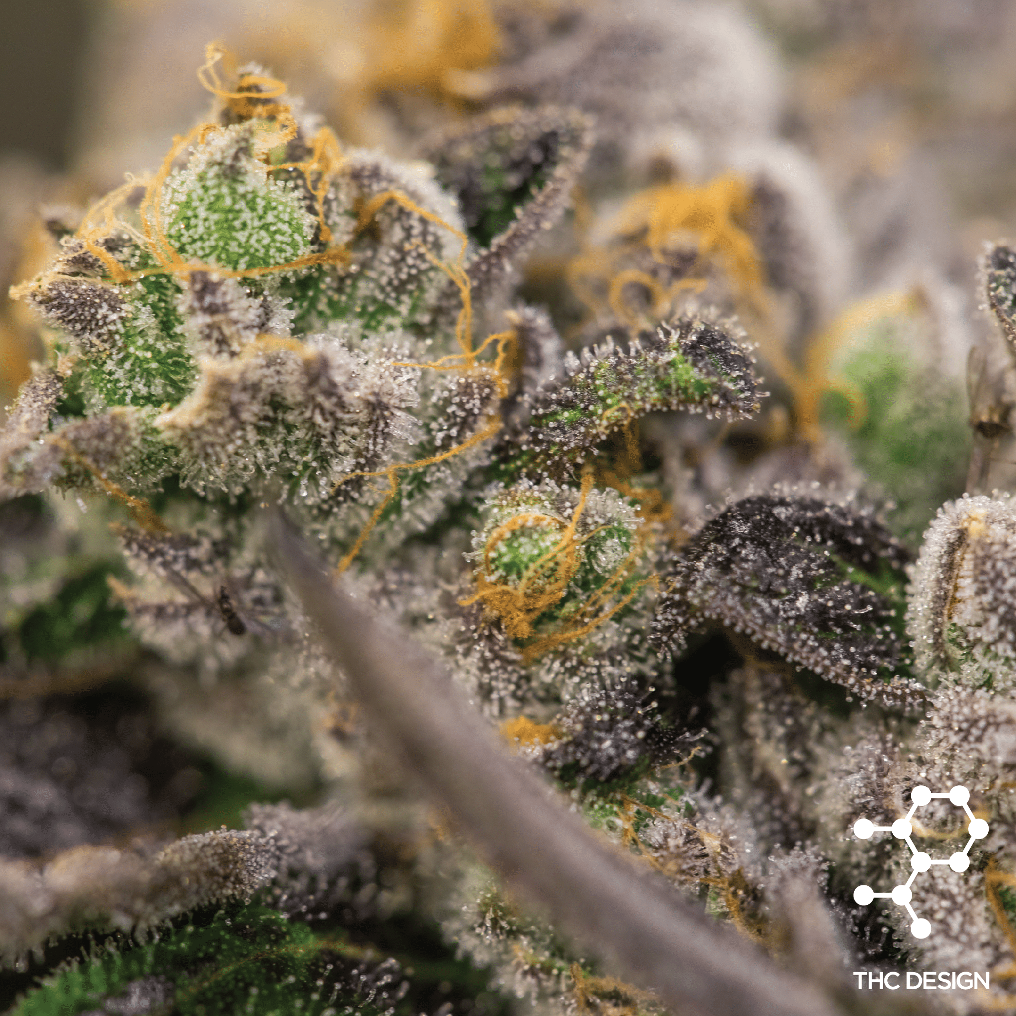 Rainbow Punch Indica Strain Thc Design California Cannabis Cultivator