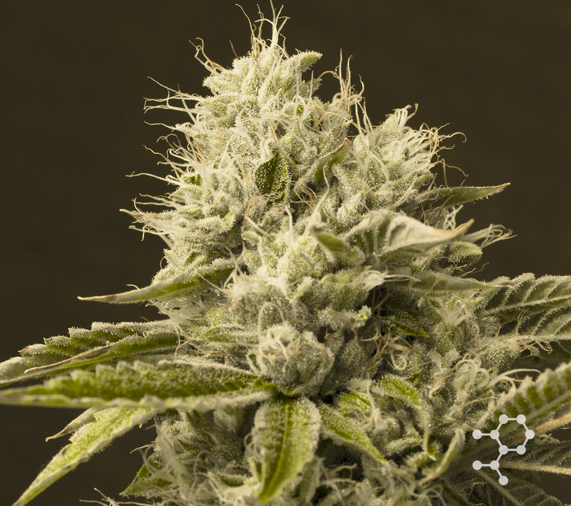 Crescendo Strain Cannabis Strain Information THC Design