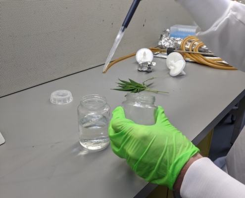 cannabis plant tissue culture