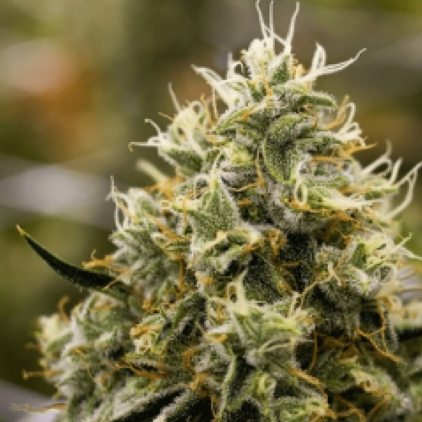 cannabis-indica-strains-thc-design-the-best-marijuana-cultivator