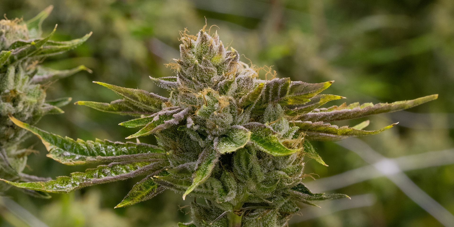 Best Cannabis Indica Strains Our Cultivars THC Design