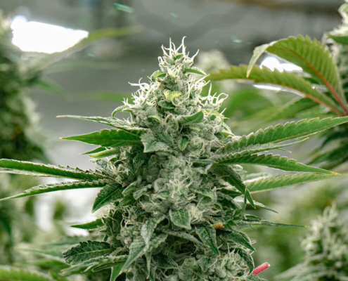 Crescendo Strain - Cannabis Strain Information - THC Design