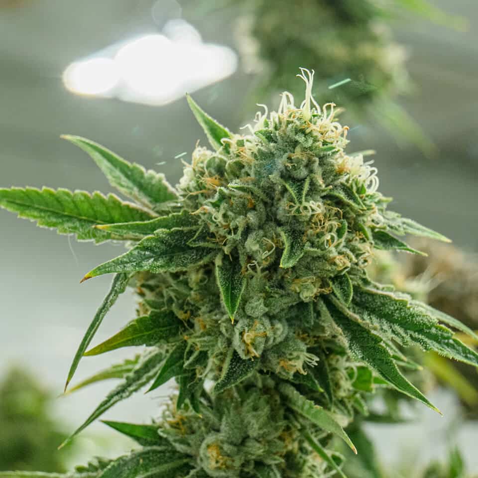 Best Cannabis Indica Strains Our Cultivars THC Design Best Cannabis Indica Strains Our Cultivars THC Design