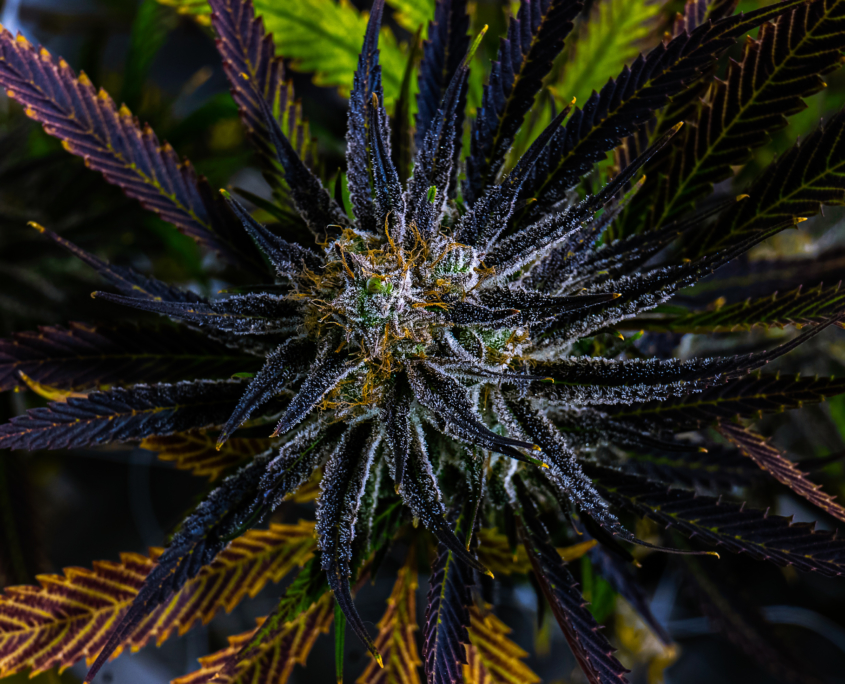 Cannabis Hybrid Strains THC Design The Best Marijuana Cultivator