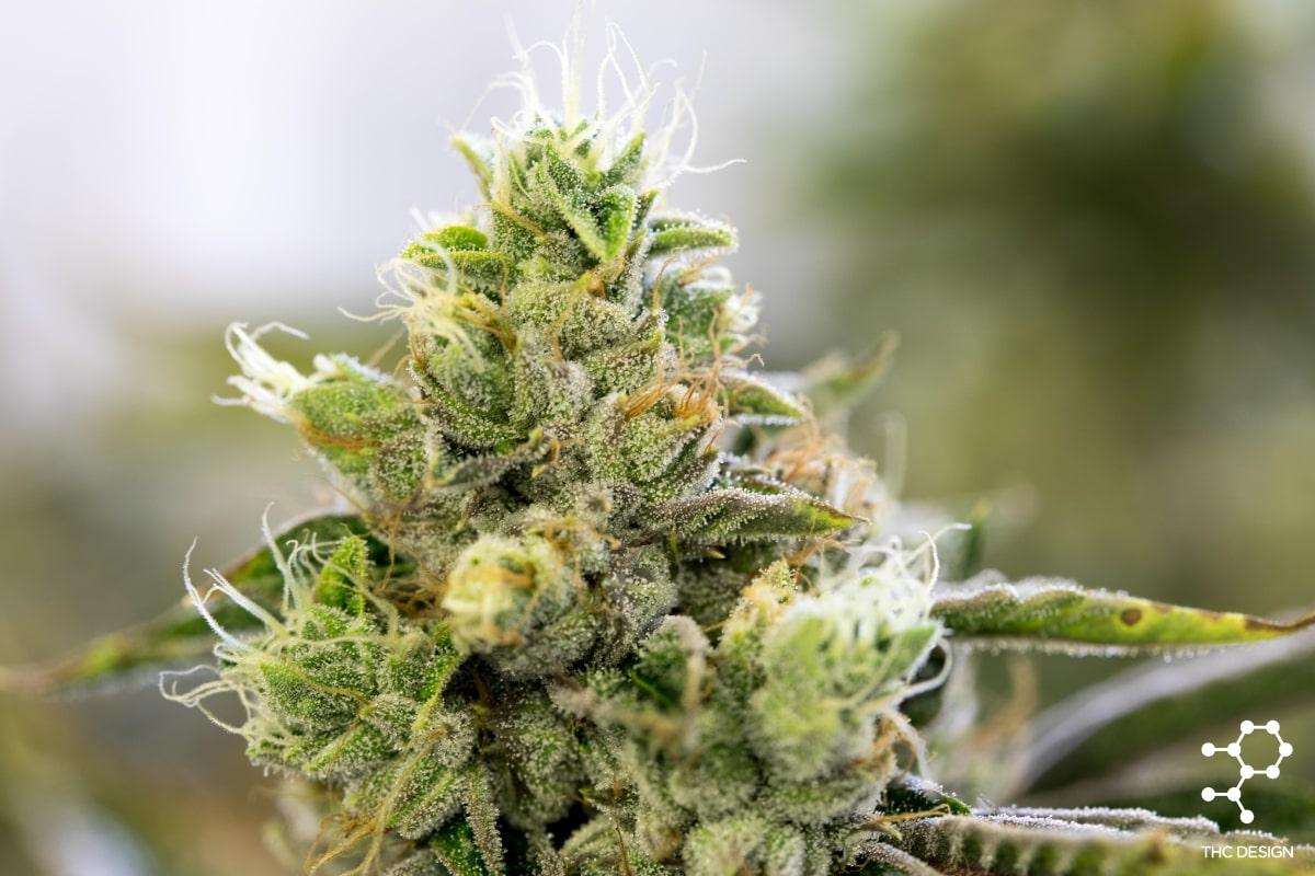 Marijuana Flower - Tahoe-OG