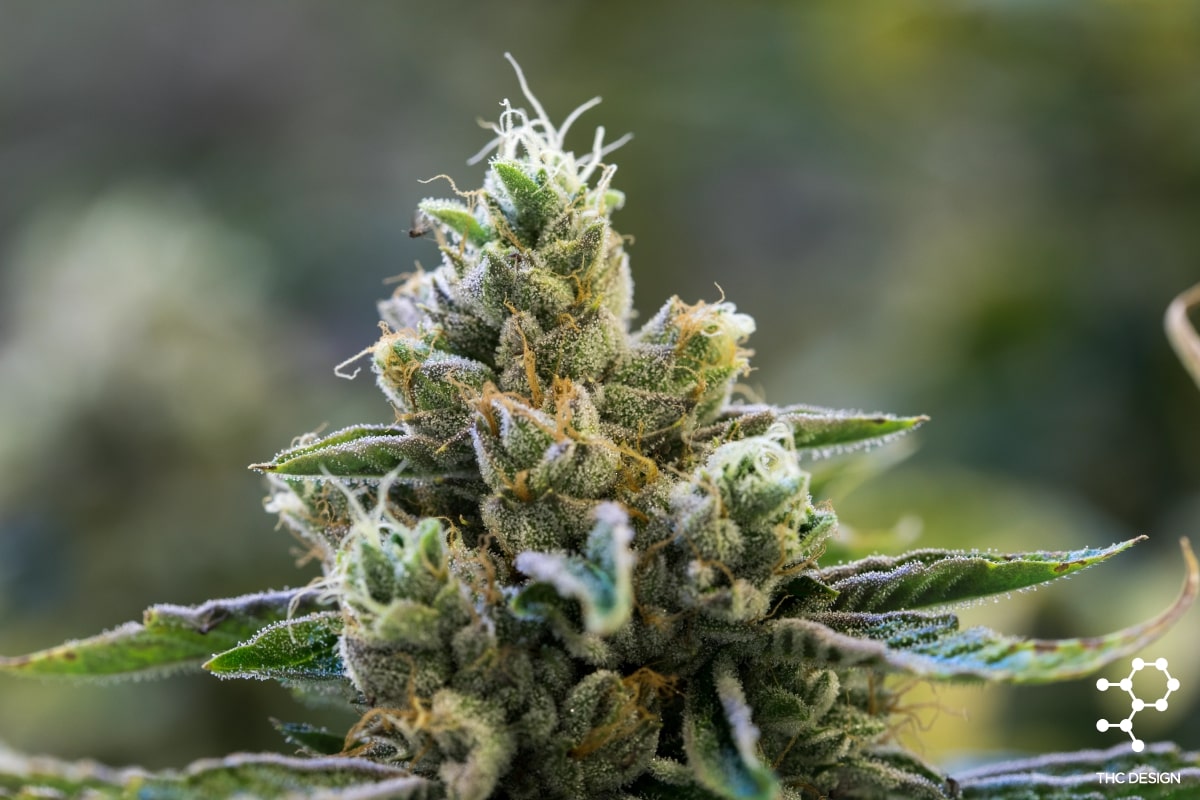 Cannabis Flower - Tahoe-OG