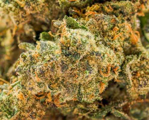 Crescendo Strain - Cannabis Strain Information - THC Design