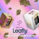 Leaflyhottestcannabis 80x80