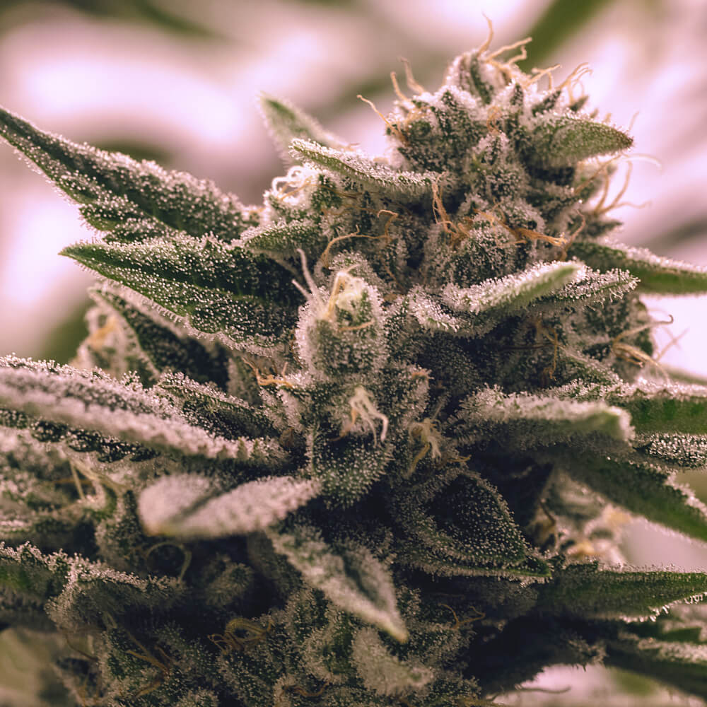 The 10 Highest THC Strains You'll Want to Try THC Design