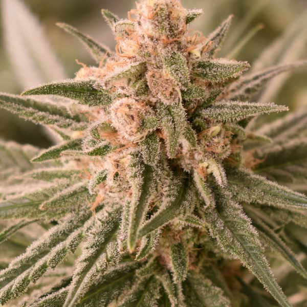 The 10 Highest THC Strains You'll Want to Try THC Design