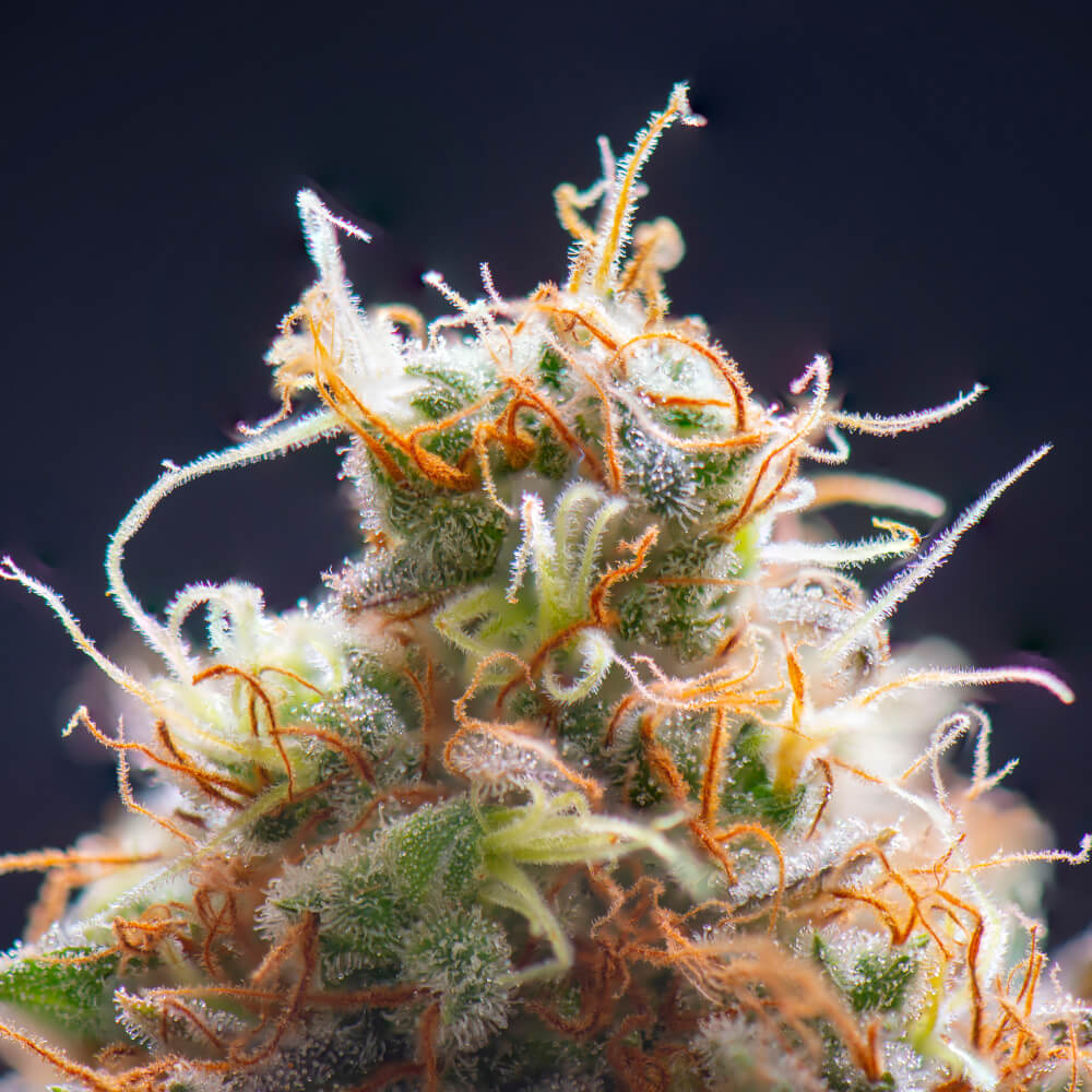 Understanding THC What Makes Cannabis Strains Potent