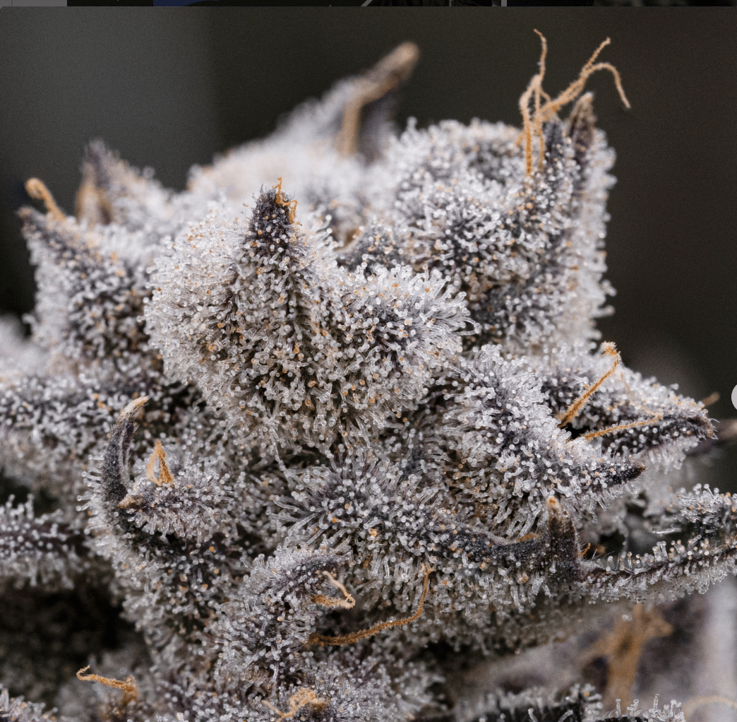 White Tahoe Cookies Weed Strain Information And Effects