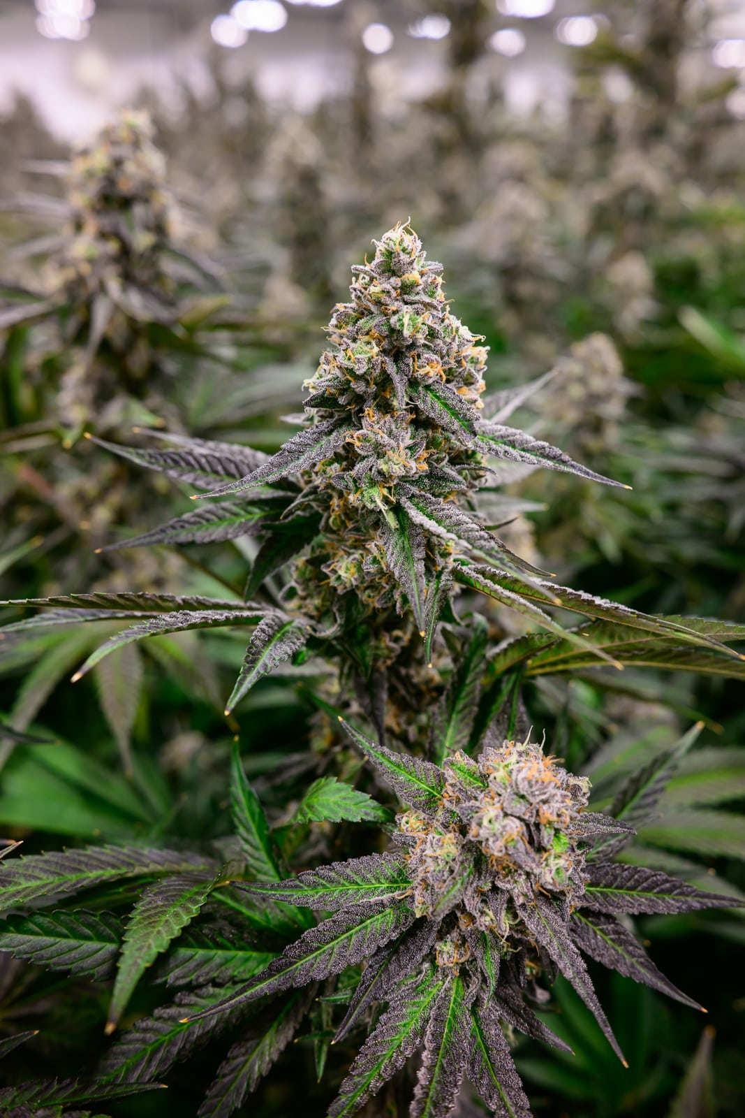 Cannabis Strain Library - Discover All Strains from THC Design